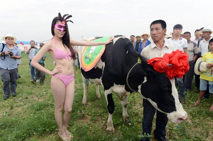 3925073_Miss_cow_03 (680x453, 54Kb)