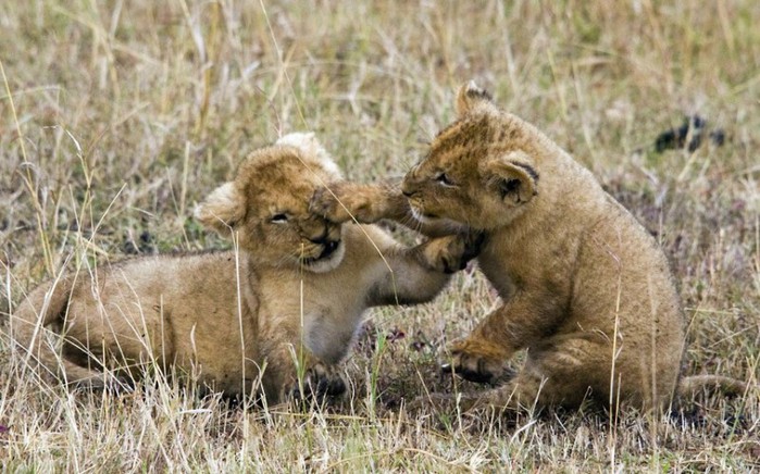 cuteanimals-4 (700x436, 110Kb)