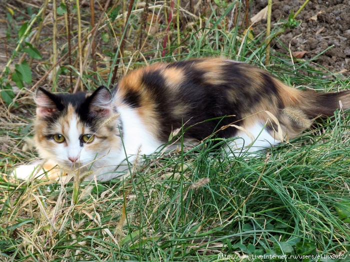 IMG_8781 (700x525, 443Kb)