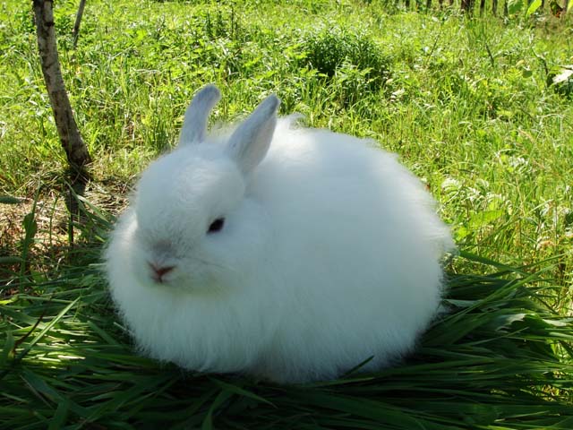 ангорские кролики фото 7 (640x480, 94Kb)