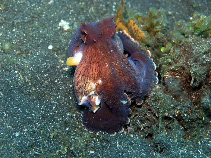 Amphioctopus marginatus