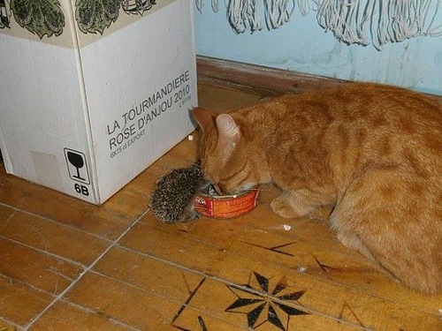 Кошка Соня кормит ёжиков..
