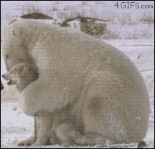 93159921_large_Polarbearhugsdog.gif