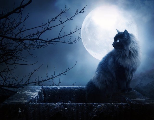 5388-full-moon-black-cat (640x499, 48Kb)