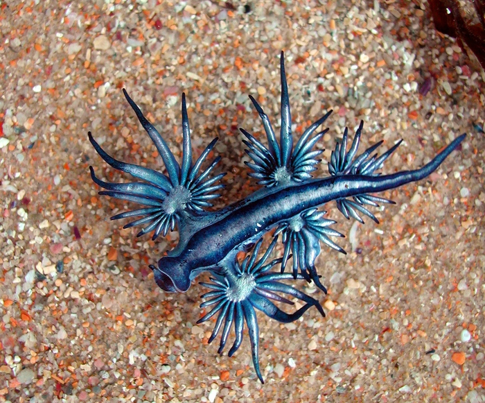 молюск голубой дракон Glaucus atlanticus 1 (700x581, 424Kb)