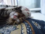  DSC03247 (700x525, 298Kb)