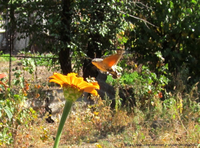 IMG_7888 (700x517, 312Kb)