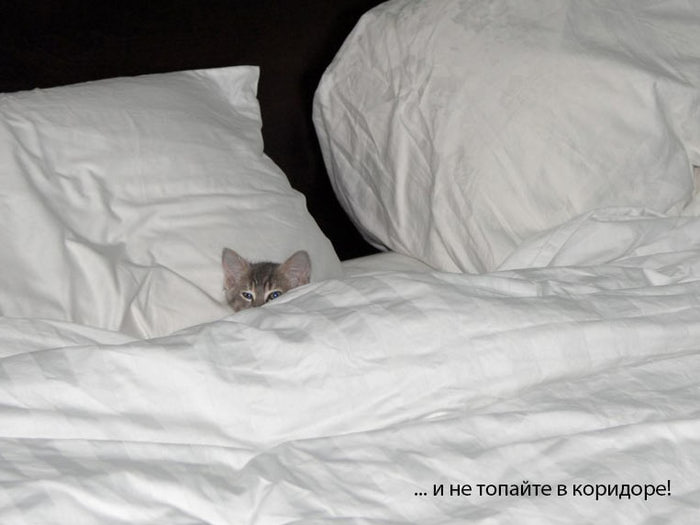 котенок в постели/1352057313_myau (700x525, 42Kb)