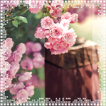9 (150x150, 53Kb)