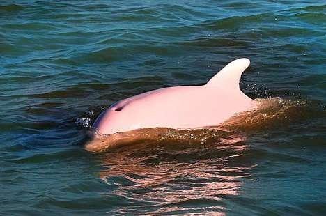 розовый дельфин фото 1 (468x310, 29Kb)