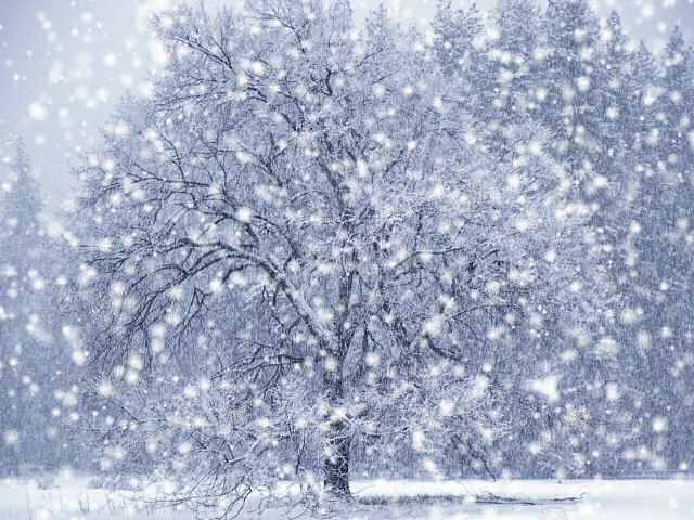 2064475_ (640x480, 91Kb)