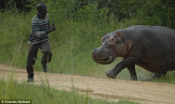 1251105468_hippo-attack-02 (600x357, 37Kb)