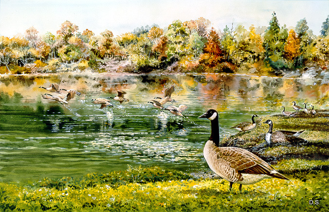 canada-geese-in-flight-by-jess-hager (676x437, 285Kb)