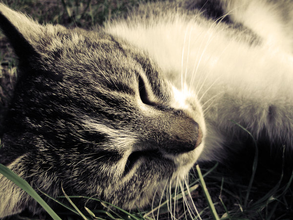 Sleepy_Cat__by_niekochanie (600x450, 88Kb)