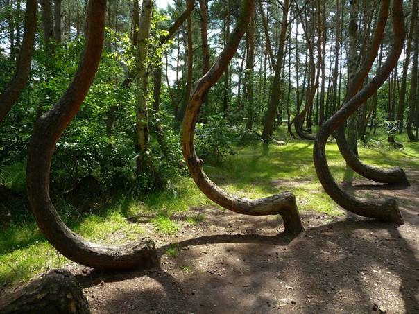 Таинственный изогнутый лес в Польше