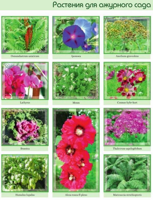 Растения для ажурного сада 98970181_large_rasteniya_dlya_azhurnogo_sada_1