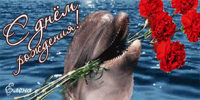 Pildiotsingu с днём рождения дельфинка tulemus