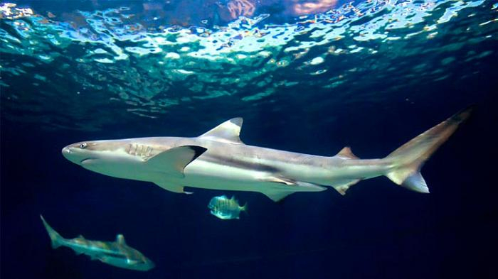 tubarão-tubarão-mar-tubarão (700x393, 204Kb)