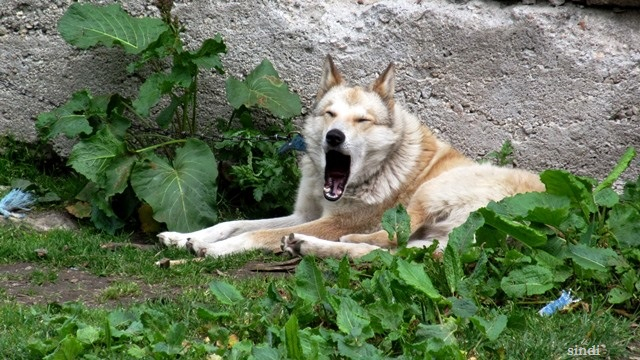 IMG_3374 a (640x360, 312Kb)
