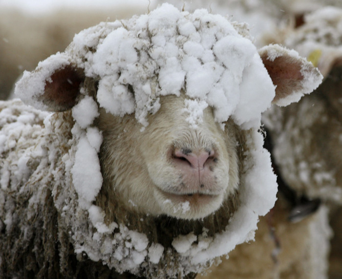 http://img1.liveinternet.ru/images/attach/c/7/94/10/94010837_sheepinsnow.jpg