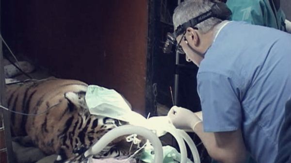 Тигрице провели стоматологическую операцию в Иваново лучшие врачи. Фотографии
