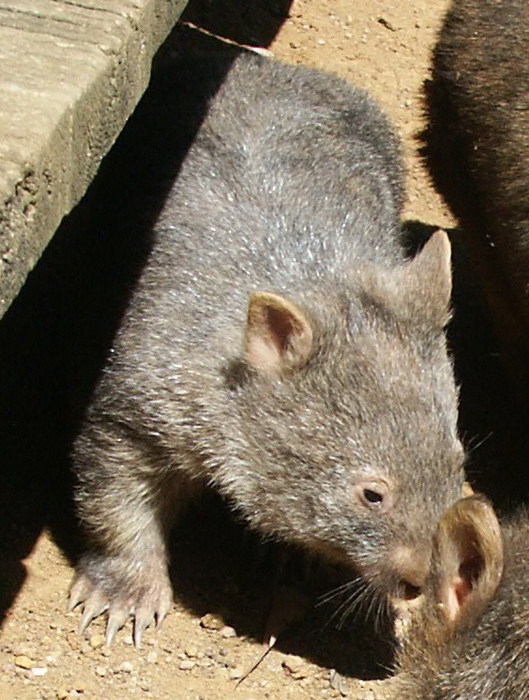 2835299_wombat_PC000453 (529x700, 115Kb)