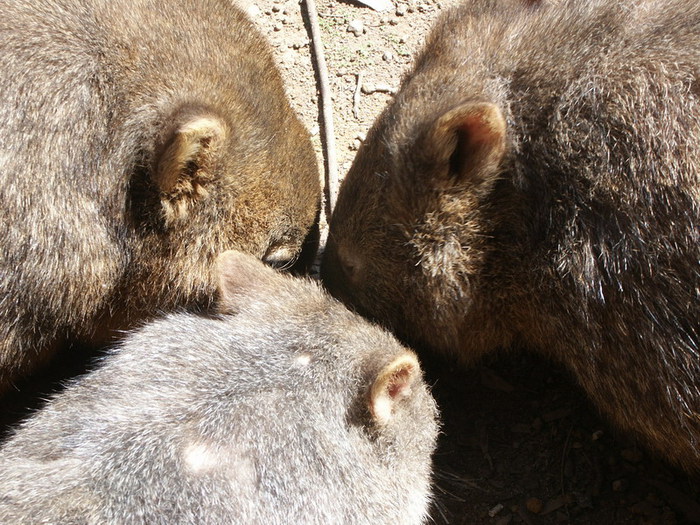 2835299_wombat_PC000451 (700x525, 157Kb)