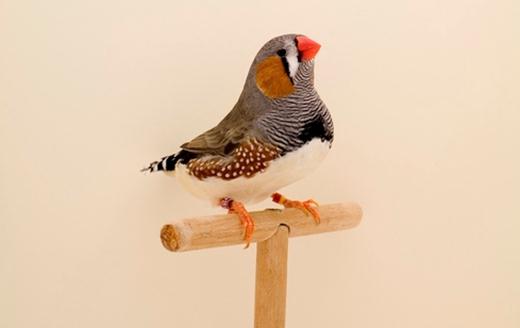 Фотографии птиц, которых коллекционируют англичане