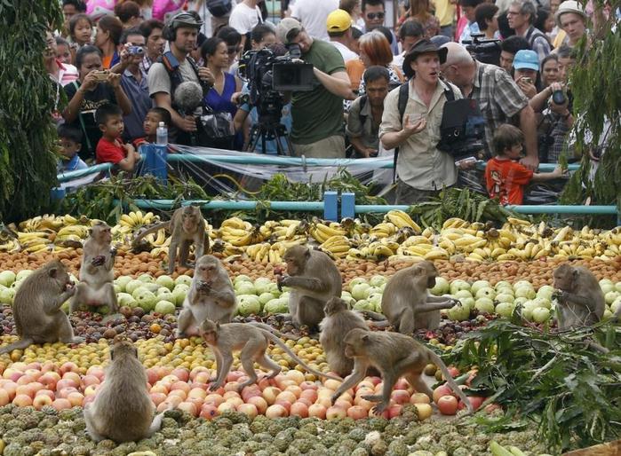 Фестиваль обезьяньего обжорства
