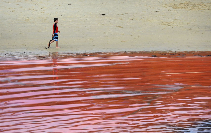 Сиднейские пляжи закрыли из-за красных водорослей