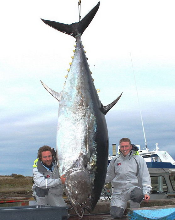 4208855_fish (557x700, 60Kb)