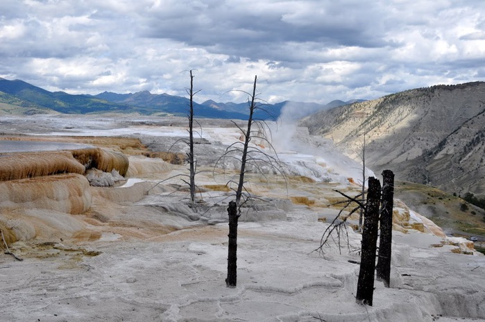 Mammoth Hot Springs 84550