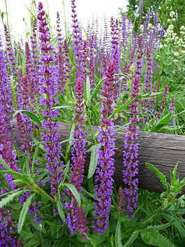 265px-Woodland_sage-Salvia_nemorosa (265x353, 41Kb)