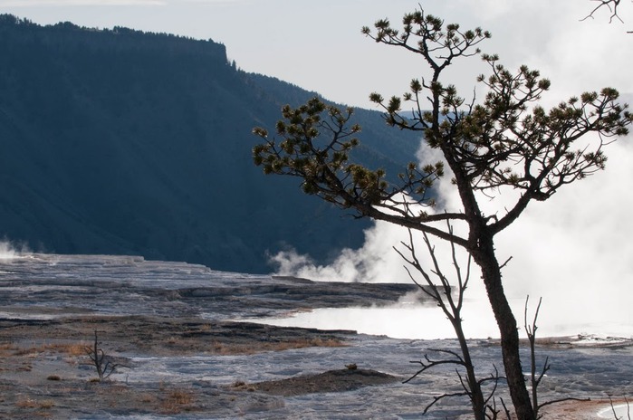 Mammoth Hot Springs 48631