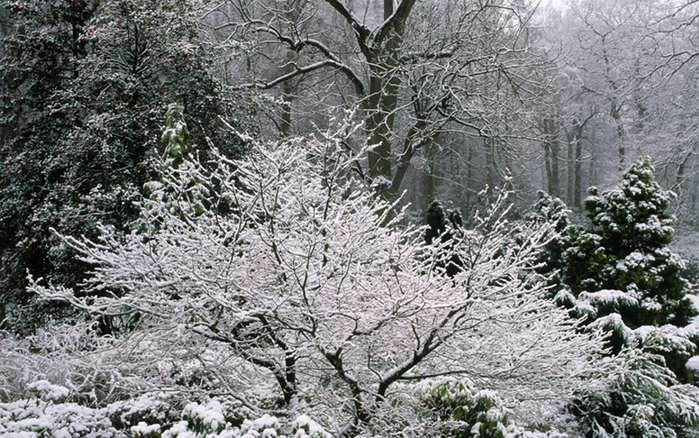Красота садов в зимний период (Beautiful gardens in winter)