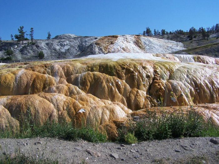 Mammoth Hot Springs 43162