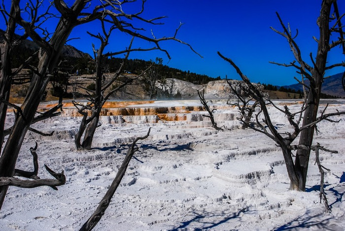 Mammoth Hot Springs 41123