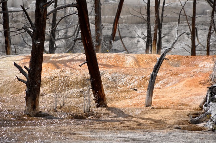 Mammoth Hot Springs 68661