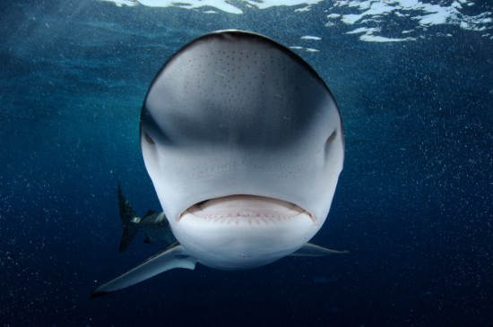 4208855_shark550x365 (550x365, 42Kb)