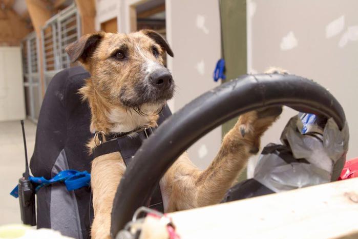 Собак учат водить машину