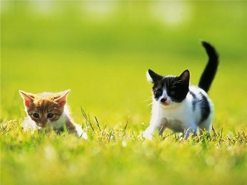 2 (500x375, 68Kb)