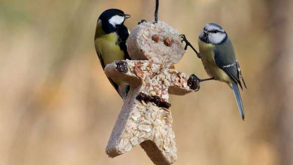 13 декабря в 14:30 в природно-историческом парке «Кузьминки-Люблино» будут развешены съедобные игрушки для птиц - фото 1