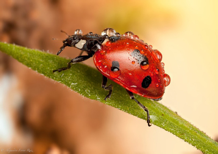 Ladybugs-5 (700x495, 85Kb)