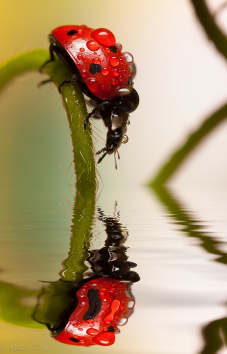 Ladybugs-12 (448x700, 178Kb)