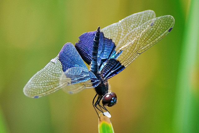 stunning-Macro-Photograph (640x427, 111Kb)