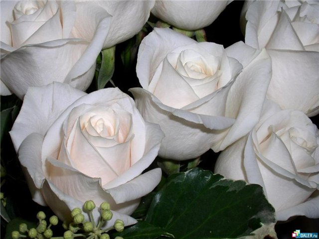 белые розы (640x480, 53Kb)