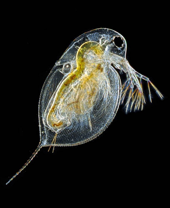 макрофото Olympus BioScapes Imaging Competition 2012 14 (573x700, 130Kb)