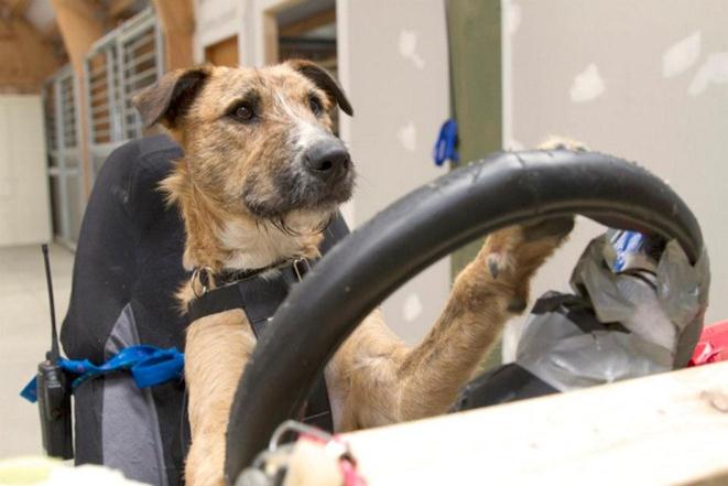 В Новой Зеландии открыли школу вождения для собак