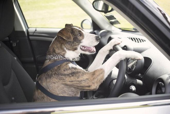 В Новой Зеландии открыли школу вождения для собак. Фото, видео