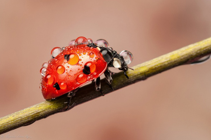 Ladybugs-1 (700x464, 81Kb)